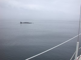 whale2.jpg