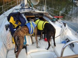 Rollins Cove Dogs 1 sm.JPG