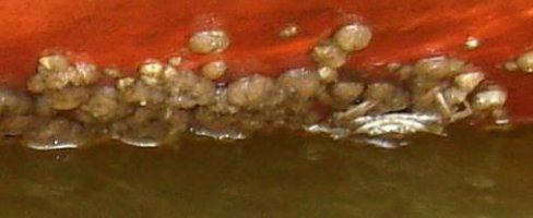 barnacle-crab.jpg