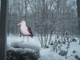 Seagull in the snow A (Medium).jpg