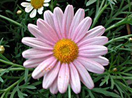 Daisy-Flower.jpg