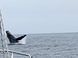 Farallon Islands, Whales, Beginnaker Experiments